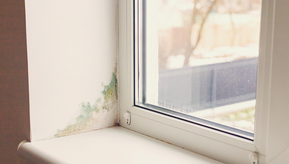 Window Sill Rot